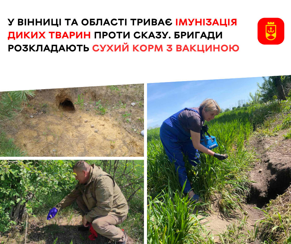 Вакцинація диких тварин проти сказу 